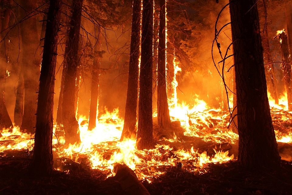 Житель Бурятии окурком сжег лес на 715 млн рублей