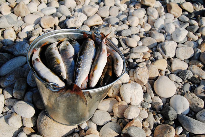 Жителям Бурятии запрещают покупать рыбу домашнего посола и копчения