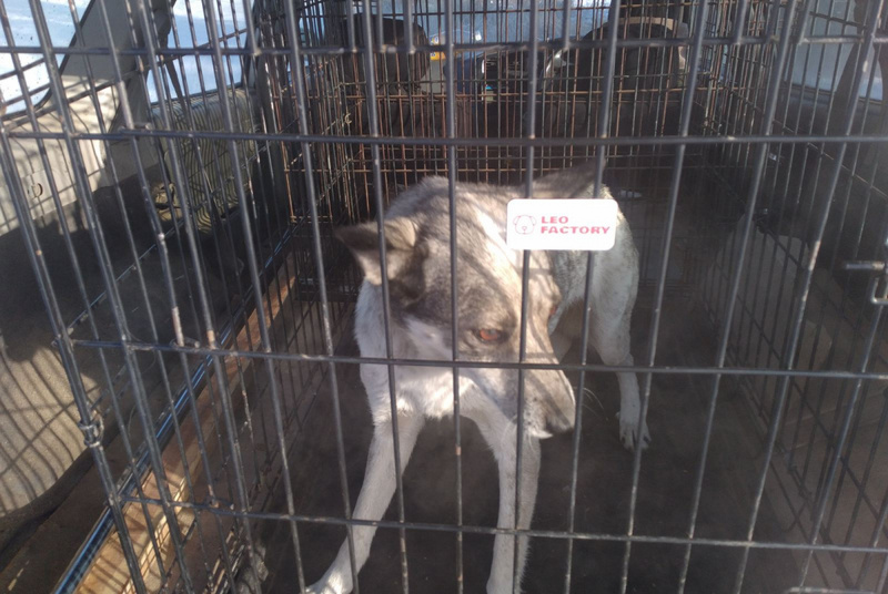 В Улан-Удэ собак, покусавших девочку,  отправляют в приют пожизненно