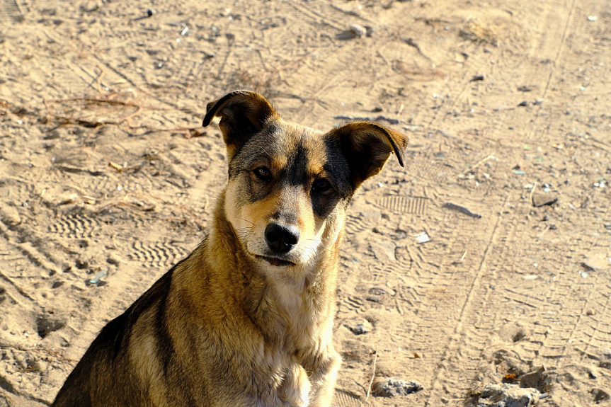 В Улан-Удэ бродячих собак пока будут ловить мелкими группами