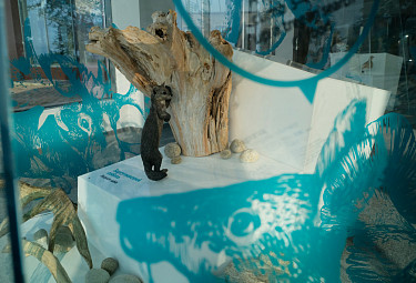 Баргузинский соболь (Barguzin sable) в небольшом музее визит-центра "Байкал заповедный" (Республика Бурятия, Танхой). 2021 год