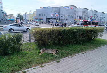 Бродячая собака (с биркой) под кустом на фоне дороги и торговых центров. Центр Улан-Удэ. 2021 год