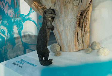 Баргузинский соболь (Barguzin sable) в экспозиции мини-музея в визит-центре "Байкал заповедный" (Бурятия, Танхой)