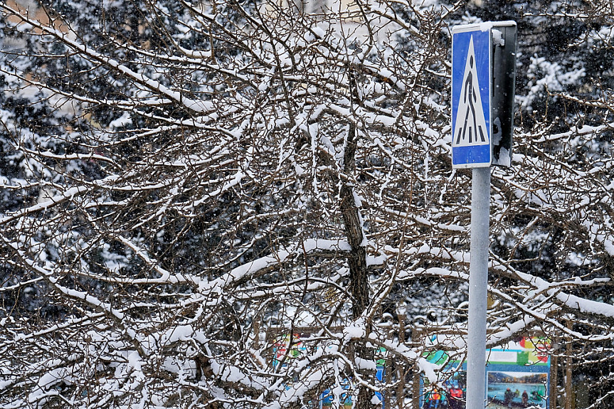 Улан-Удэ. Знак "Пешеходный переход" на фоне заснеженного дерева